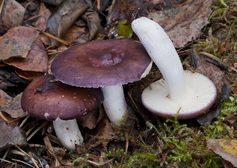 Russula amara